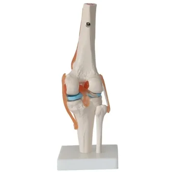 Модел анатомия на коляното на човек в реален размер 1:1, Учебни материали по медицина, Модел на Директна доставка